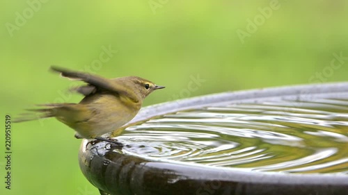 Chiffchaff (Phylloscopus collybita) washing its feathers in a rather slippery bird bath. September, Kent, UK [Slow motion x5]
