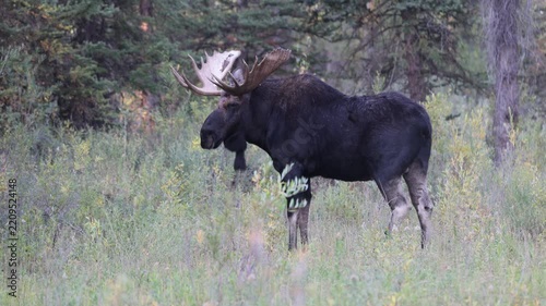 Bull Shiras Moose During the Rut in Autumn in Grand Teton National Park Wyoming
