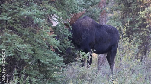 Bull Shiras Moose During the Rut in Autumn in Grand Teton National Park Wyoming