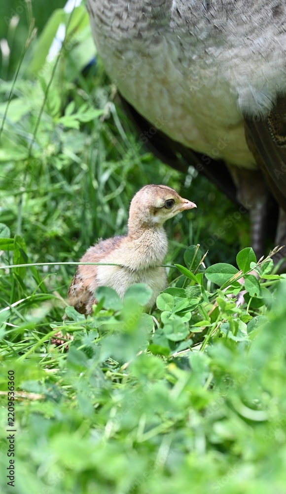 Obraz premium Little baby peafowl chick exploring nature outdoors
