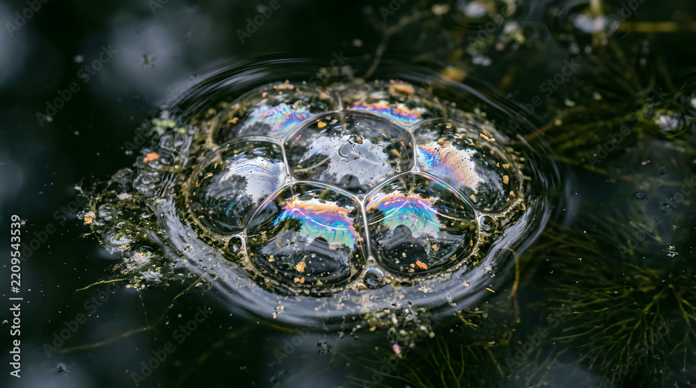 Fototapeta premium Iridescent soap bubbles floating on a dark green pond surface showcasing vibrant rainbow colors and reflective watery textures during a peaceful outdoor nature moment