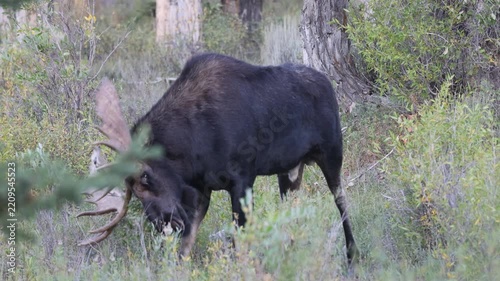 Bull Shiras Moose During the Rut in Autumn in Grand Teton National Park Wyoming