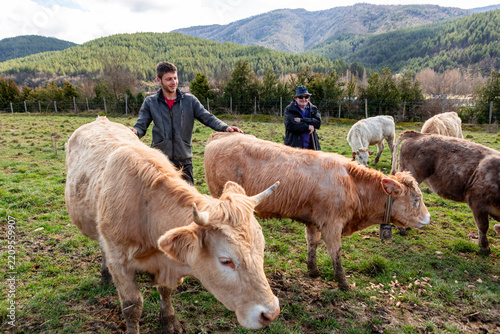 Grandfather and grandson with cattle on mountain farm