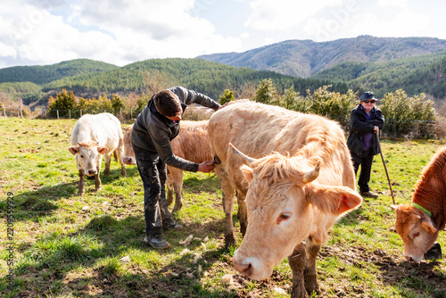 Grandfather and grandson tend cows on family farm