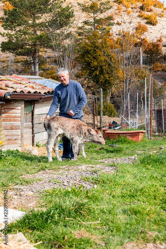 Farmer care for young calf at rural farmstead