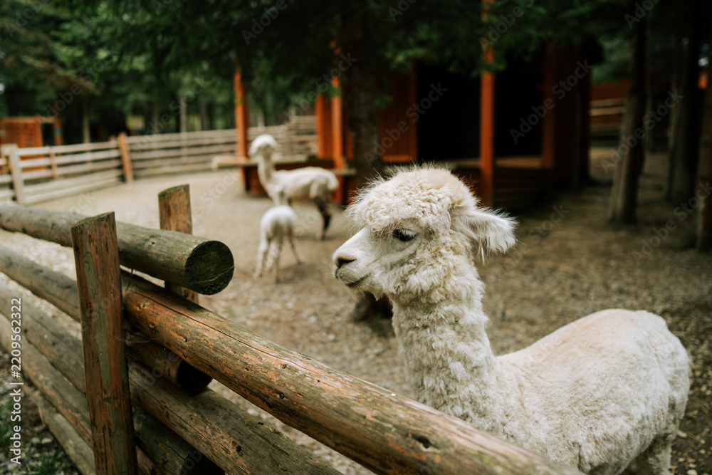 Obraz premium White alpaca stands by a wooden fence at a farm during the day with