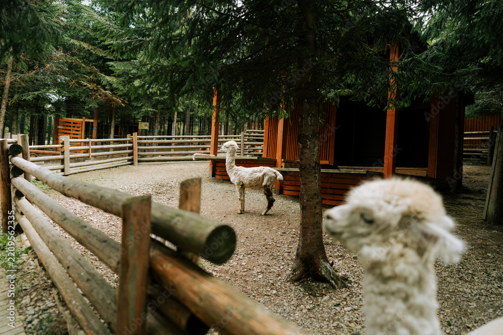 Fototapeta premium Alpacas standing in a wooden enclosure surrounded by forest trees
