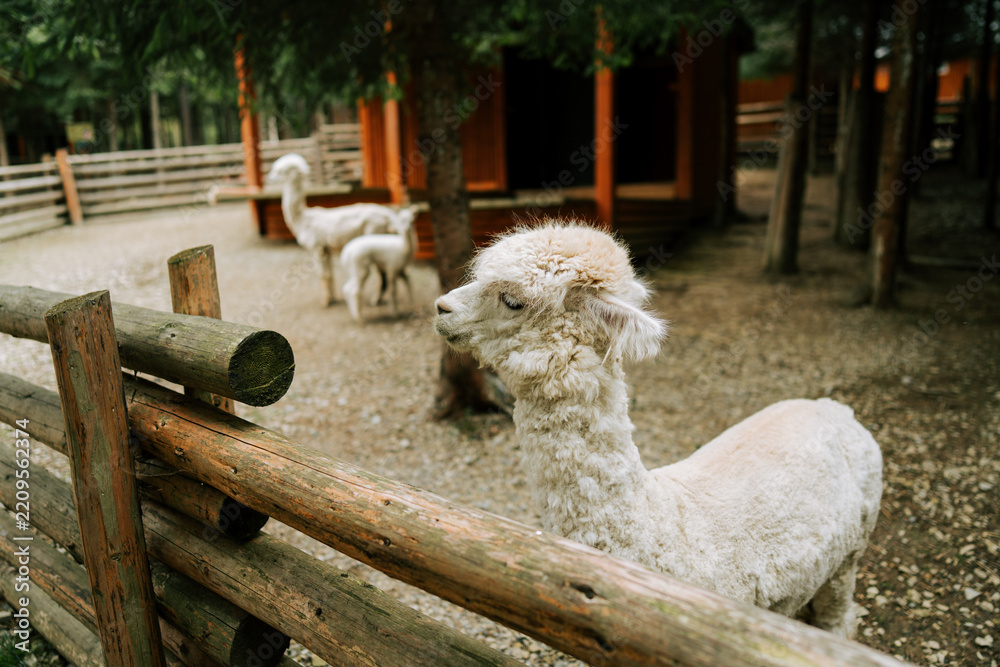 Obraz premium White alpacas standing inside a wooden enclosure at a farm during a