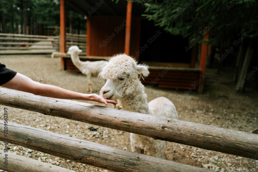 Fototapeta premium Person feeding a white alpaca from their hand behind a wooden fence