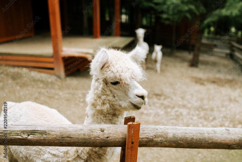 Fototapeta premium White alpaca standing behind a wooden fence at a farm during the day