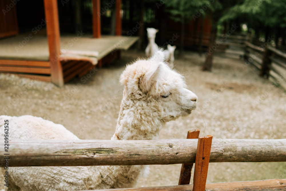 Fototapeta premium White alpaca standing near a wooden fence at a farm during the day