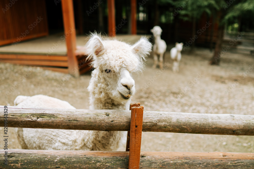 Obraz premium Fluffy white alpaca standing behind a wooden fence at a farm during