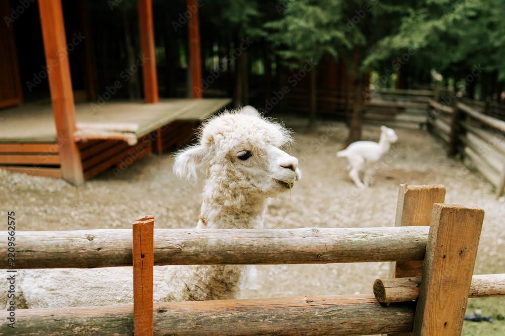Fototapeta premium Fluffy white alpaca looking over a wooden fence at a farm during the