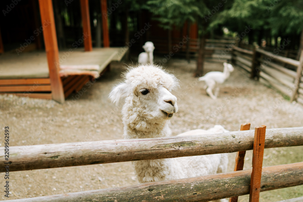 Obraz premium White alpaca standing behind a wooden fence at a farm during the day