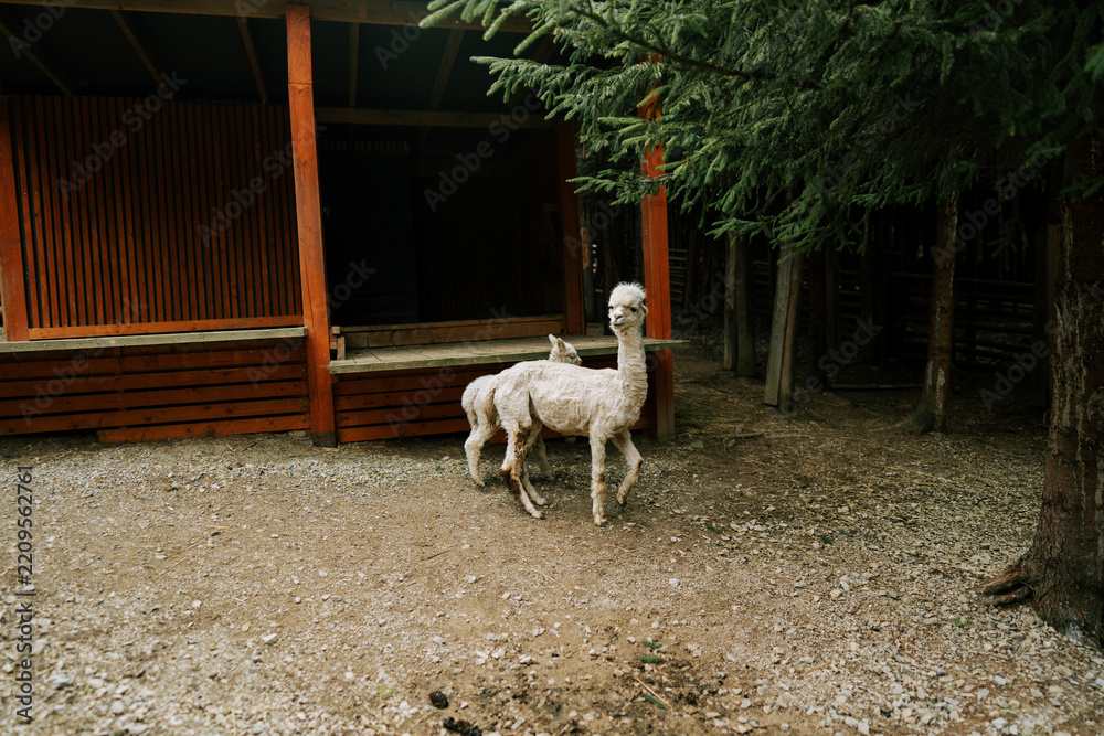 Obraz premium White alpacas stand on gravel by a rustic shed and trees