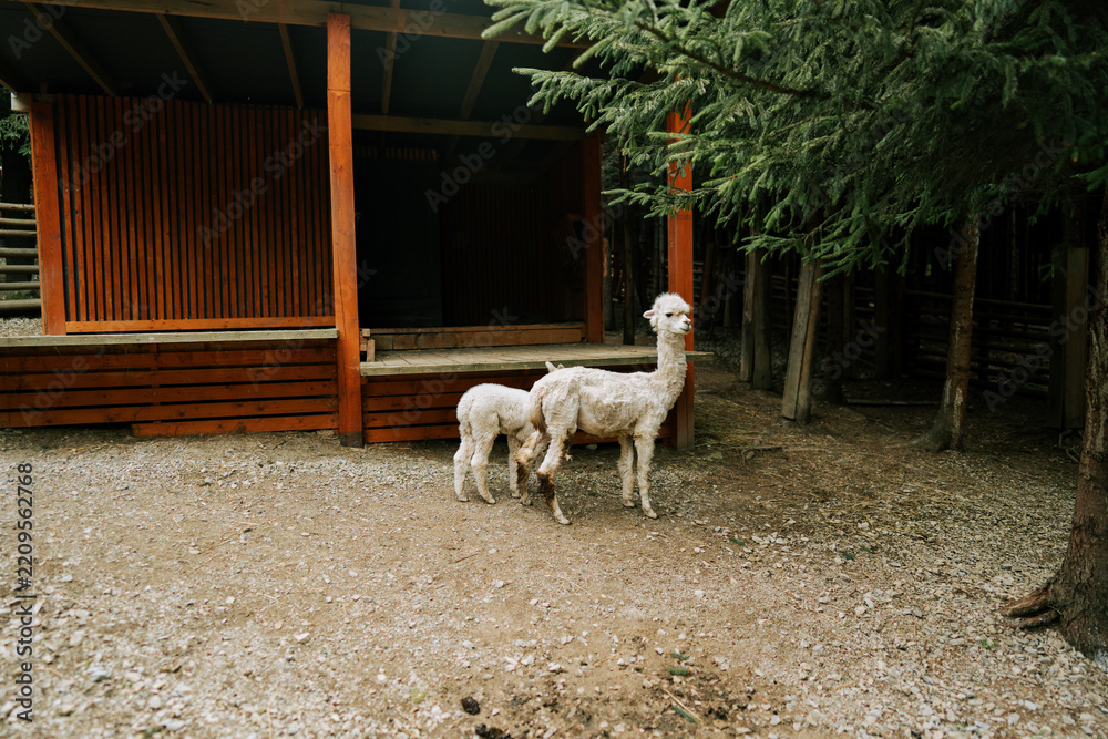 Fototapeta premium White alpacas stand on the gravel ground near a wooden structure