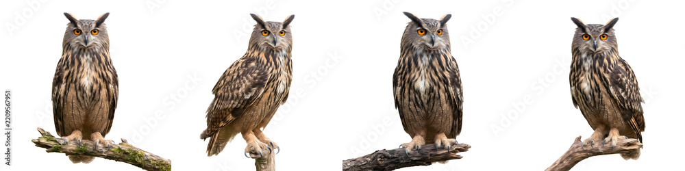 Fototapeta premium Stunning Eurasian Eagle-Owl Perched and Turning Animation Sequence Set on White Background - High-Resolution Wildlife Graphics and Vector Asset Design for Creative Projects