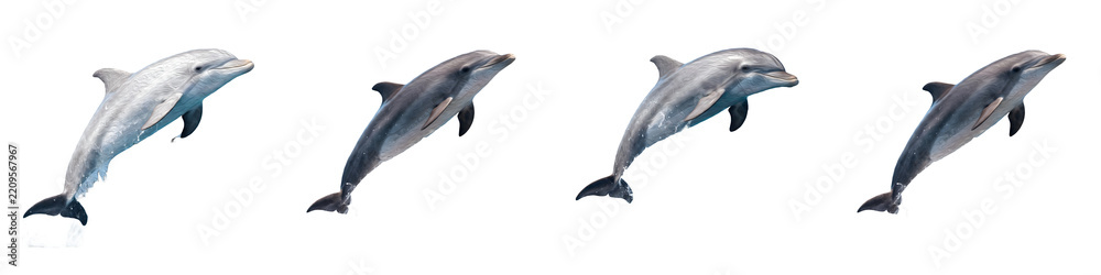 Fototapeta premium Stunning Dolphin Leaping and Swimming Animation Sequence Set on White Background - High-Resolution Wildlife Graphics and Vector Asset Design for Creative Projects