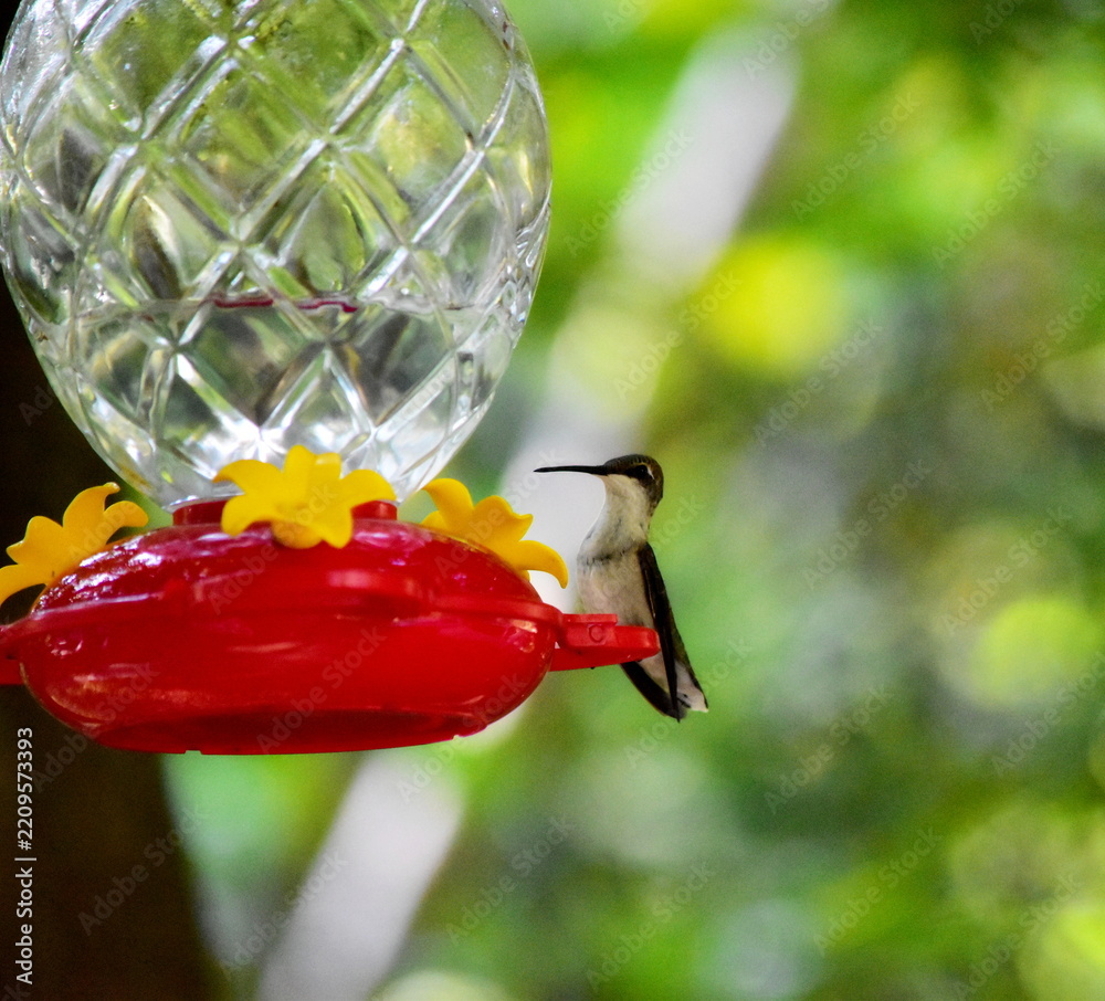 Fototapeta premium Hummingbird