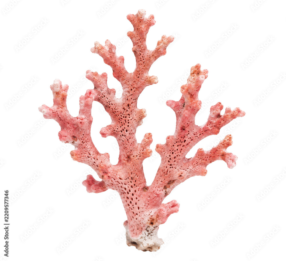 Fototapeta premium Beautiful pink coral branch, intricately textured and porous, stands upright against a clean white background, showcasing its unique natural form
