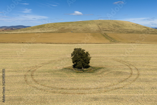 Lone tree in summer farmland near Carisbrook, Victoria