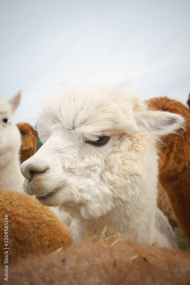 Fototapeta premium Fluffy alpaca with a funny expression, ideal for animal themes