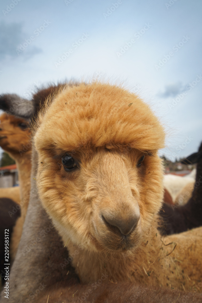 Obraz premium Fluffy alpaca with a funny expression, ideal for animal themes