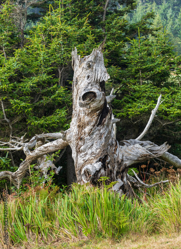 Fotografie A weathered dead tree snag stands among grassy vegetation against a dense evergreen forest along the Oregon coast