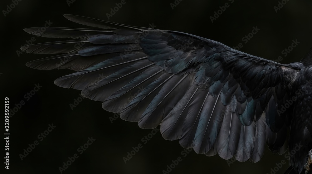 Obraz premium Close-up of a spread black raven wing showing detailed feathers
