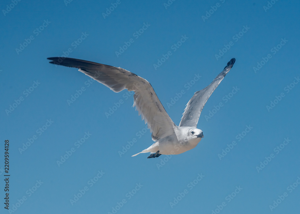 Obraz premium Laughing Gull in flight over South Padre Island in Texas