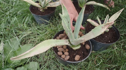female farmer adds drainage stones to the soil around potted agaves, a real-time video the concept of growing plants for office interiors and parks