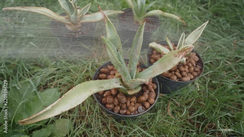 Footage of newly planted young agaves being watered, a close-up, real-time video showing the process of cultivating plants for office interiors and parks at a local farm