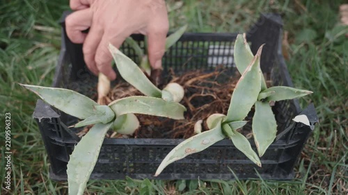 Inspection and examination of blue agave and Agave Americana shoots before potting, a female farmer's hand examines young agave plants in a plastic basket, close-up and real-time video
