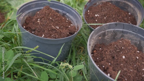 Preparing pots for transplanting flowers, filling them with soil, and transplanting agaves, close-up and real-time footage