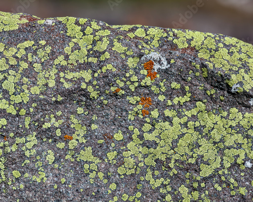 Natural textures and biodiversity close up of a stone surface covered with green and orange lichen in a mountain environment