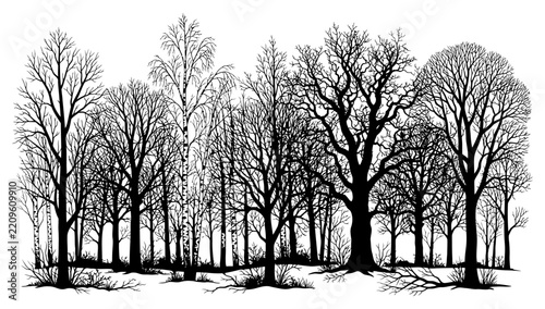 Winter Forest Silhouette: A stark, monochromatic illustration depicts a dense forest of deciduous trees in their winter dormancy, their bare branches reaching towards the sky.