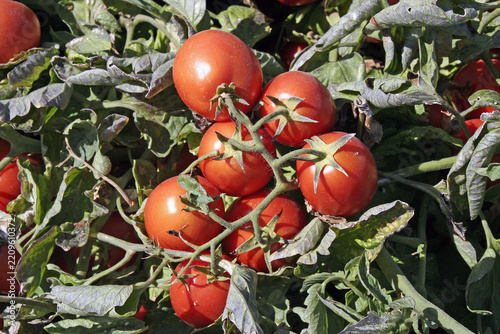 de belles tomates bien rouge