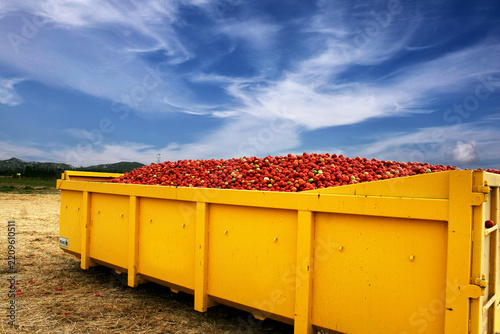 bene jaune et la récolte de tomates pour la conserve