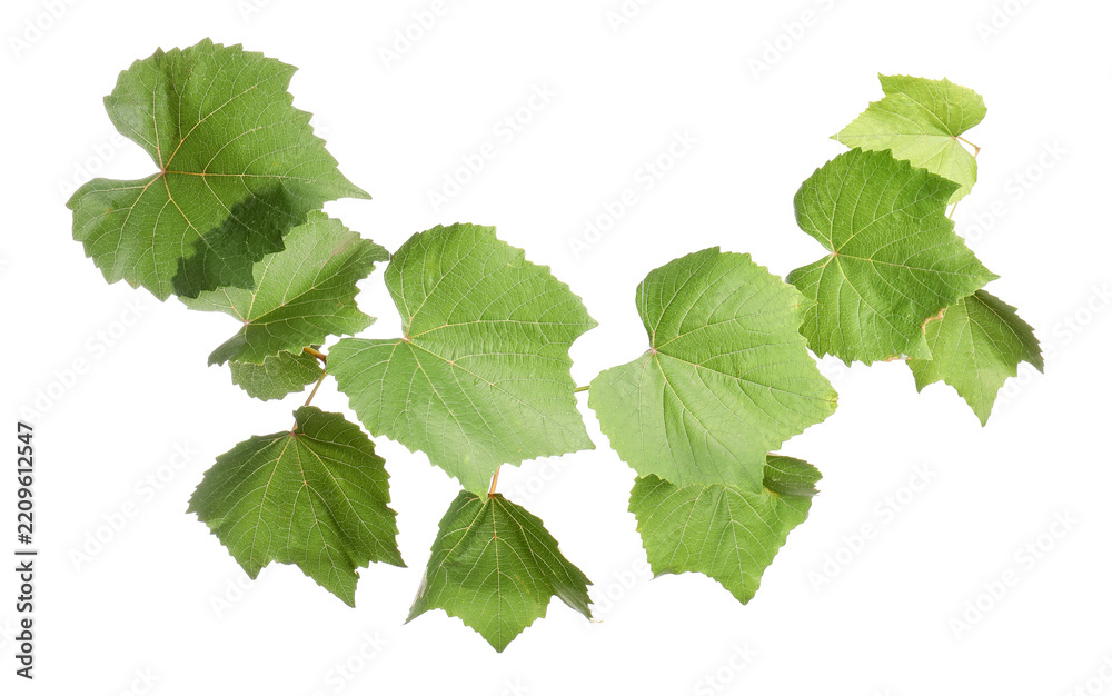 Obraz premium Grape branch with leaves isolated on white