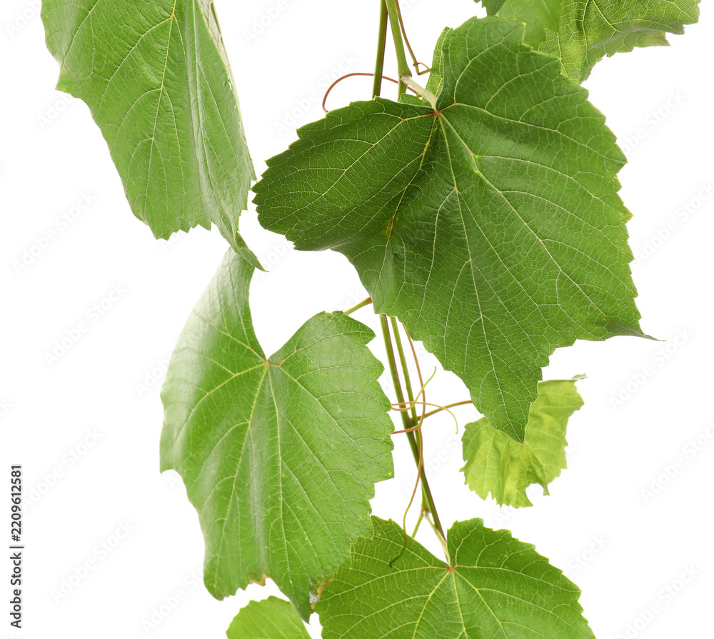 Obraz premium Grape branch with leaves isolated on white