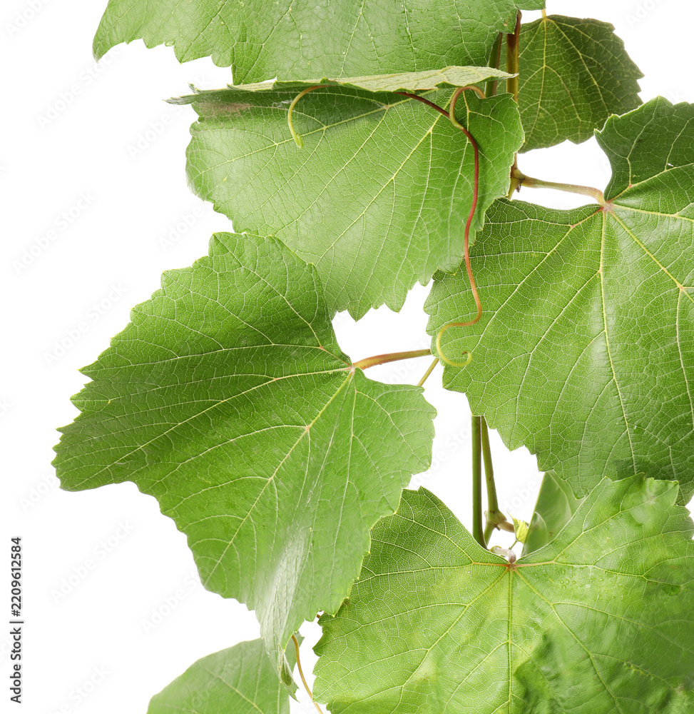 Obraz premium Grape branch with leaves isolated on white