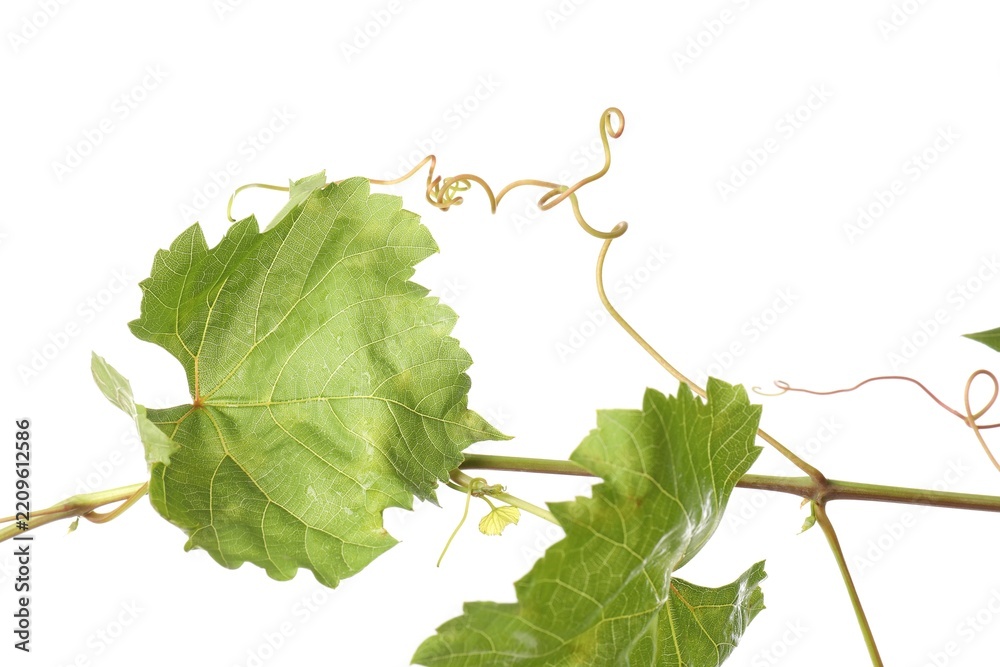 Obraz premium Grape branch with leaves isolated on white