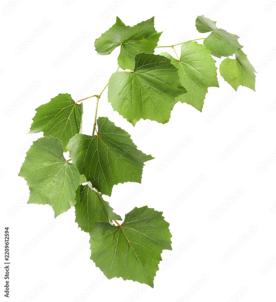 Obraz premium Grape branch with leaves isolated on white