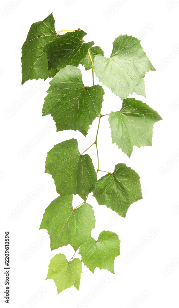 Obraz premium Grape branch with leaves isolated on white