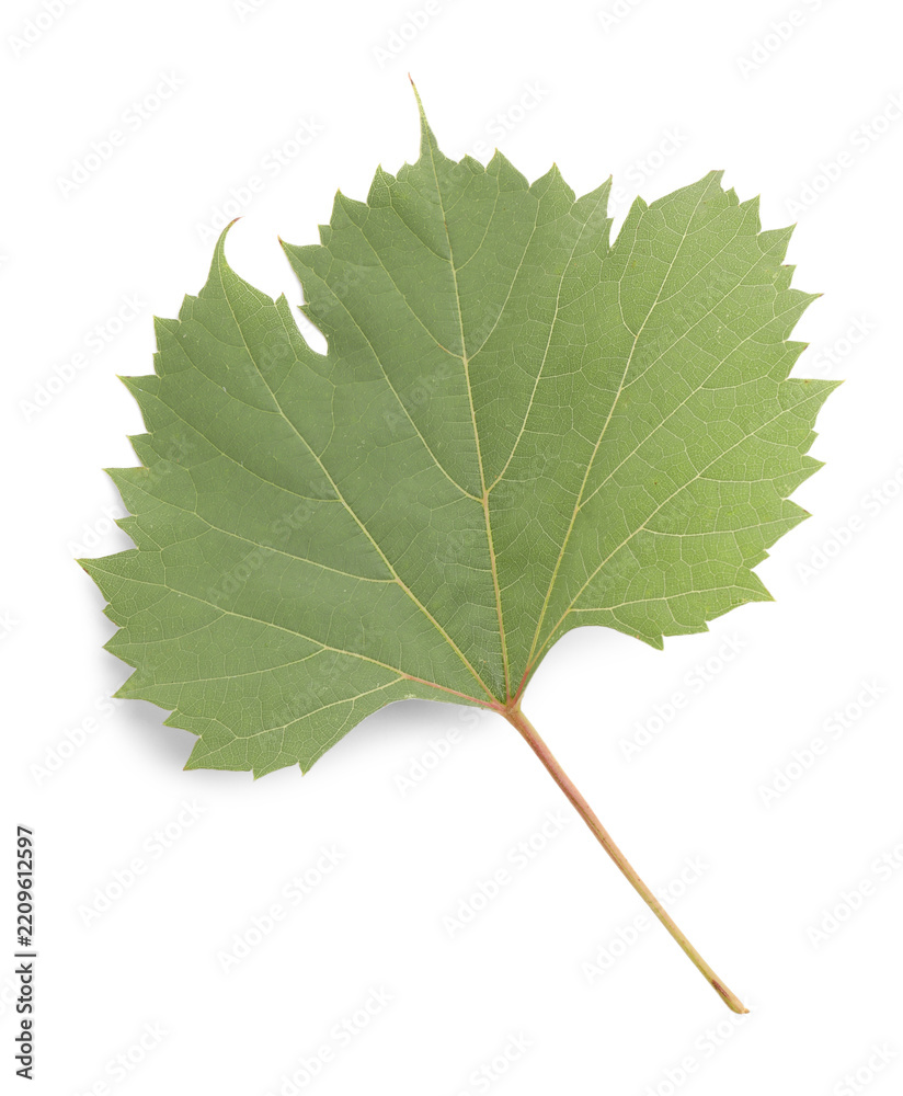 Obraz premium One green grape leaf isolated on white