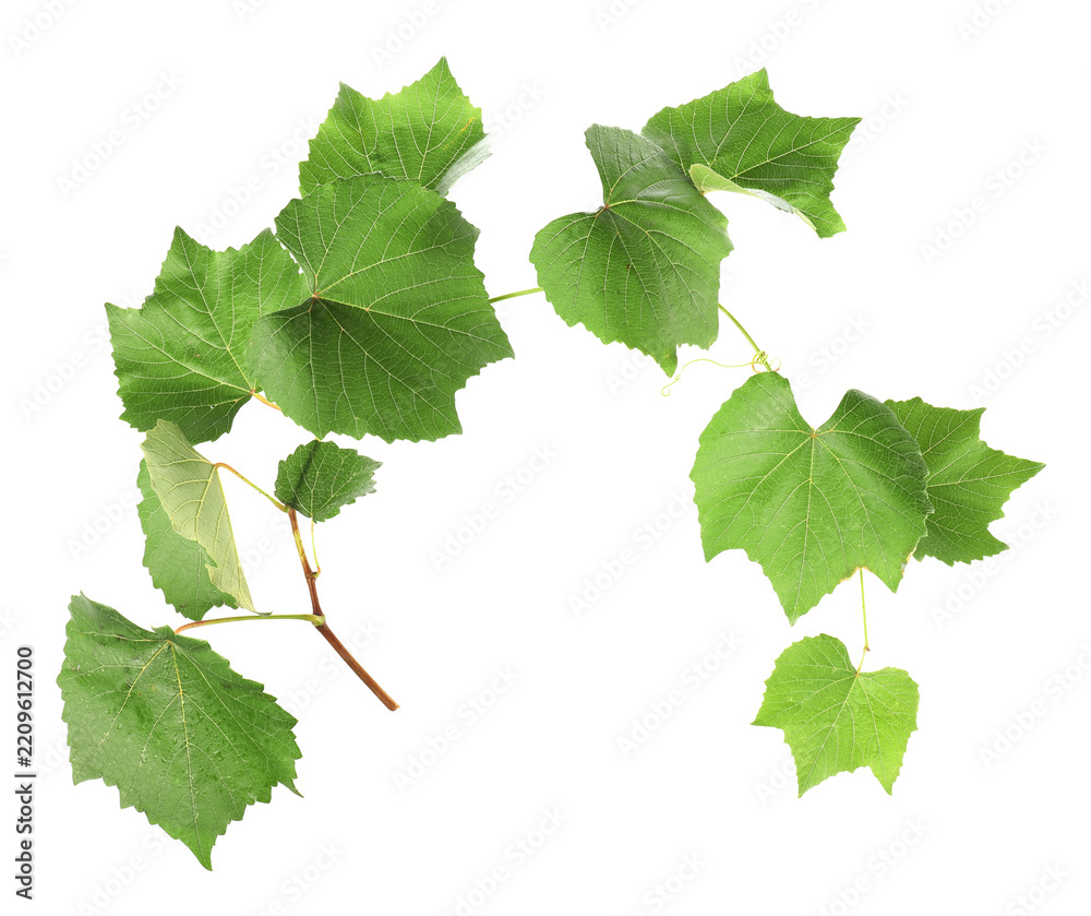 Obraz premium Grape branch with leaves isolated on white