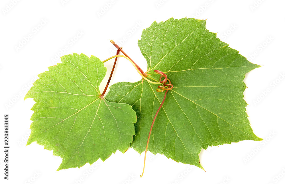 Obraz premium Two green grape leaves and tendril isolated on white, top view