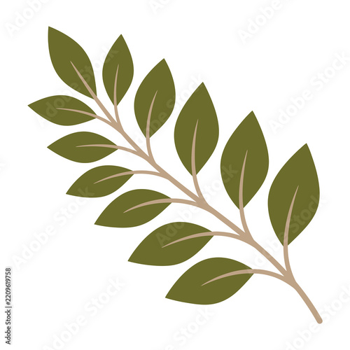 Green leafy branch with multiple small leaves on stem isolated on white background