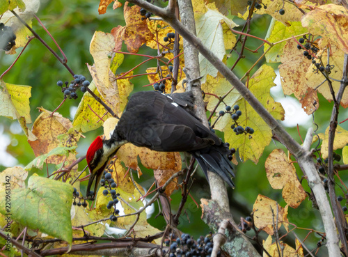 a pileated woodpwcker eating grapes