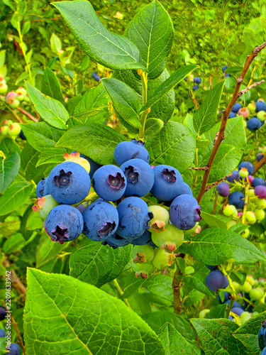 blueberries on the branch